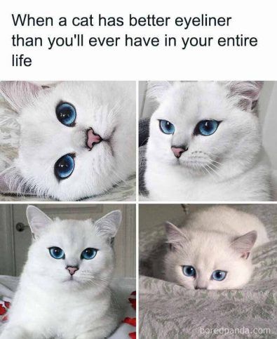 25 Cat Memes Created By People That Clearly Live With One! - We Love ...