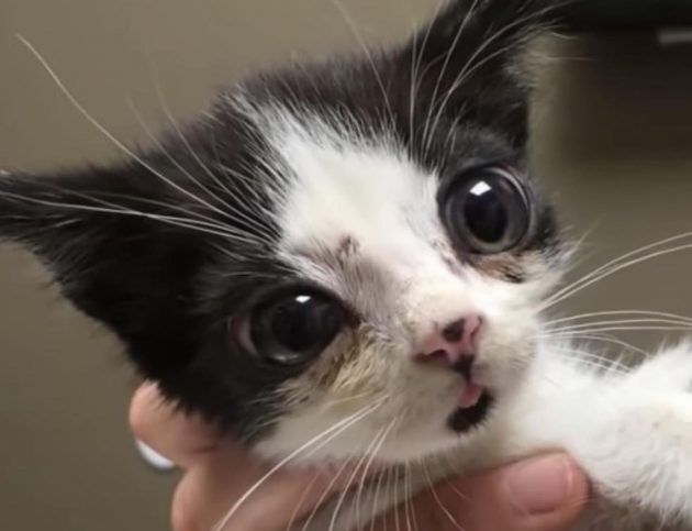 Woman Adopts Kitten With Big ‘Glass’ Eyes Found Abandoned In A Box - We ...